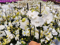 Phal 2-tak Phalaenova Mix 12/65