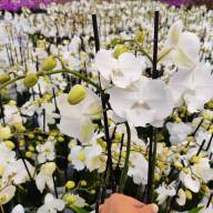 Phal 2-tak Phalaenova Mix 12/65 - IMG-20230710-WA0032