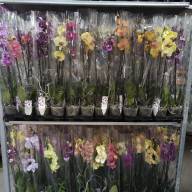 Phal 2-tak Phalaenova Mix 12/65 - IMG-20240702-WA0007
