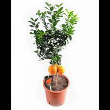 Citrus Microcarpa 21/60