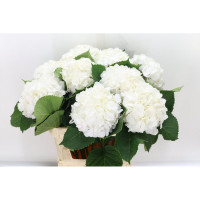 Hydr S Verena White X5 -60cm