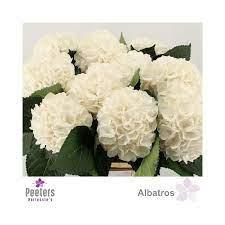 Hydr S Roy Palace 65 см X5 Holland