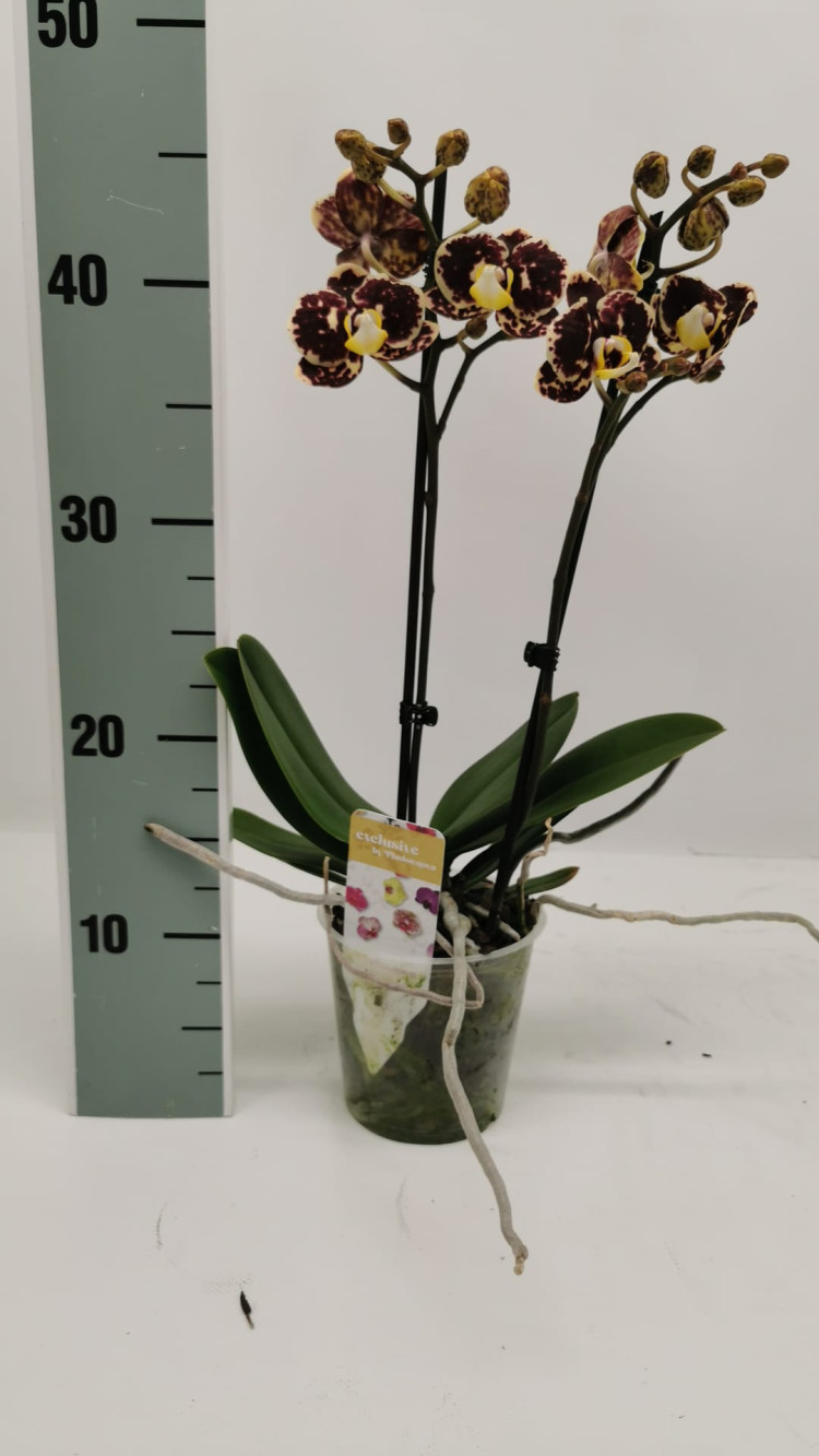Phal 2 Bordo-Yellow 12/65