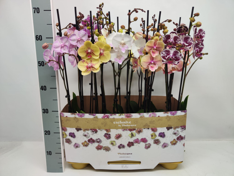 Phal 2-tak Phalaenova Taiwan Mix 12/65