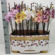 Phal 2-tak Phalaenova Taiwan Mix 12/65 - IMG-20231212-WA0005