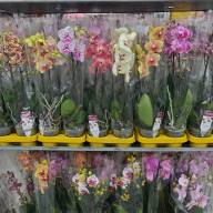 Phal 2-tak Phalaenova Taiwan Mix 12/65 - зображення_viber_2025-05-23_12-13-02-398
