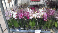 Phal A2 1-tak TerLaak Multi Mix 9/45