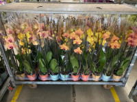 Phal 2 Authentic Oranje 12/65