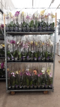 Phal A2 1-tak VG Mix 12/40
