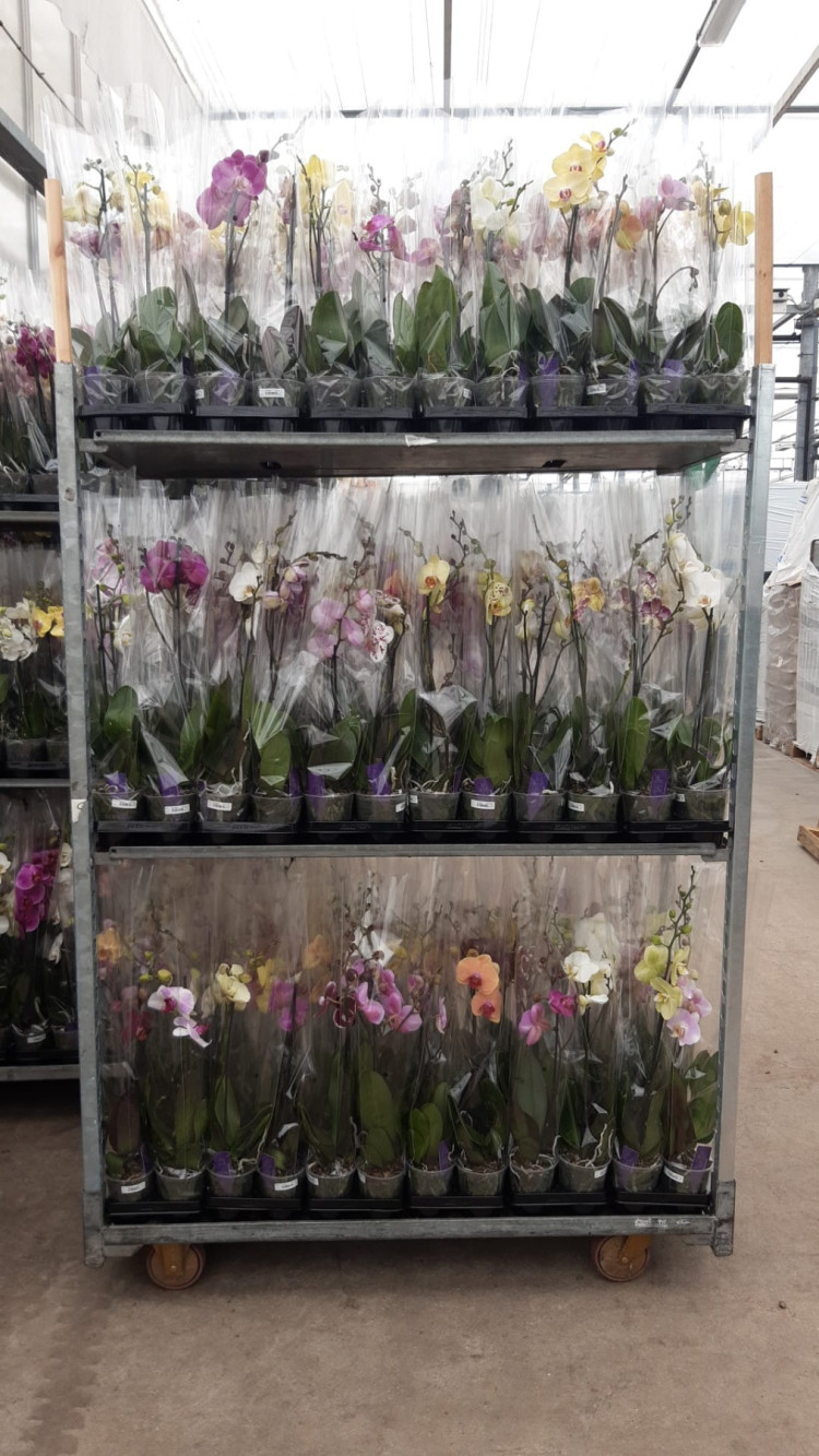 Phal A2 1-tak VG Mix 12/40