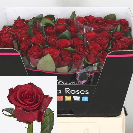 Rose Red Tacazzi 60 sm