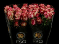 Rose Paloma 60 sm