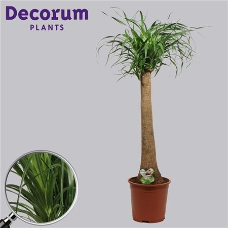 Beaucarnea Recht 27 Cm (decorum)