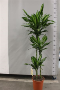 Dracaena Frag Cinto (clock)