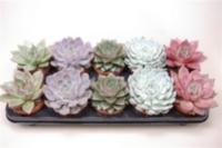 Echeveria Gemengd