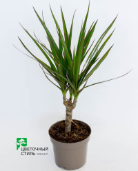 Dracaena Marginata 510/45