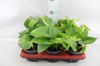 Epipremnum Pinn Happy Leaf 12/25