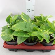 Epipremnum Pinn Happy Leaf 12/25 - 53f36c28-205c-40bd-ac5d-bbd4b90eaf5e