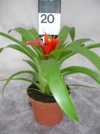 Guzmania Tempo