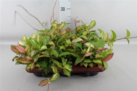 Hoya Carnosa 'tricolor'