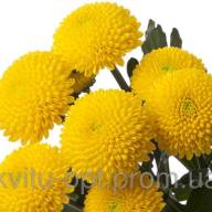 Chr T Limoncello X5 - лимончело-600x469