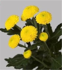 Chr T Limoncello X5