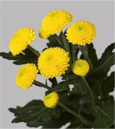Chr T Limoncello X5