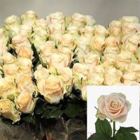 Rose Charmant 50 sm