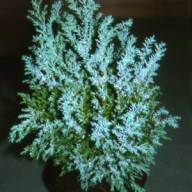 Chamaecyparis Ellwoodii 510/35 - CHAMAECYPARIS ELLWOODII 510 35