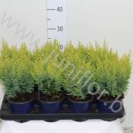 Chamaecyparis Ellwoodii 510/35 - 1821.970
