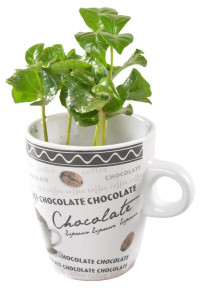 Coffea Arabica 7/15 (кружка)