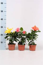 Hibiscus Mix 13/35