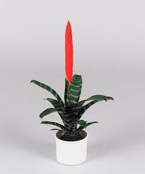 Vriesea Era 9/60