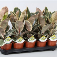 Ficus Mi Ginseng 30/90 - 2065.970x0