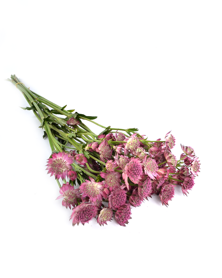 Astrantia Roma X25