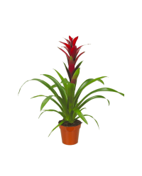 Guzmania Red 15/60