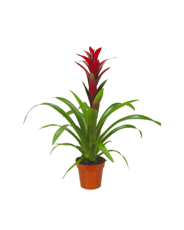 Guzmania Red 15/60