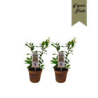 Vaccinium Corymbosium 19/60