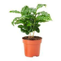 Coffea Arabica Keramiek 9/17