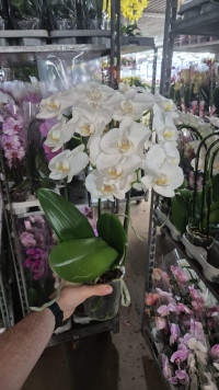 Phal A2 Tripple Cascade White 12/50