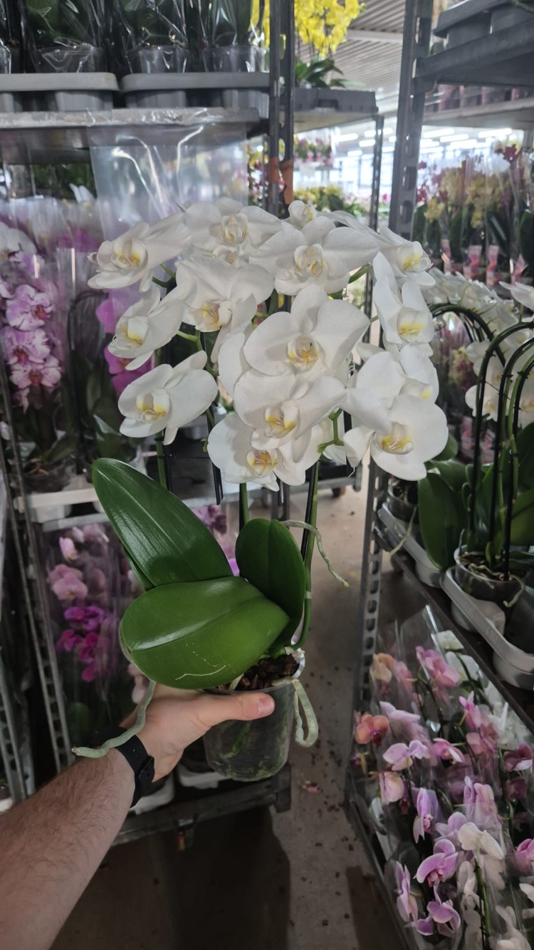 Phal A2 Tripple Cascade White 12/50