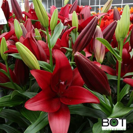 Lilium S Or Du Isabella
