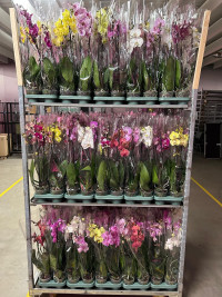 Phal 2-tak Mimesis Mix 12/70