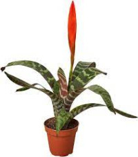 Vriesea Splenriet 12/50