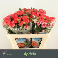 Spray Apricio 60 sm