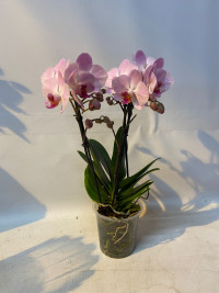 Phal 1-tak Levo Pink 12/75