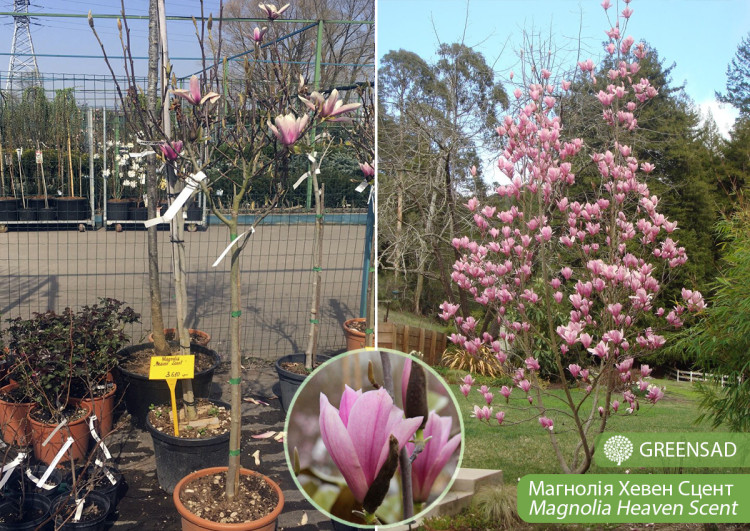 Magnolia Mix 14/50
