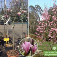 Magnolia Mix 14/50 - Magnolia Heaven Scent 27