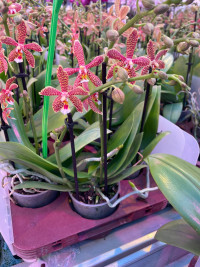 Phal 1-tak Orlando Mimesis 12/80