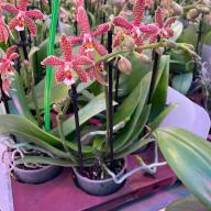 Phal 1-tak Orlando Mimesis 12/80 - IMG-20230710-WA0065